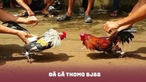 Đá Gà Thomo BJ88 - Sân Chơi Uy Tín Cho Tín Đồ Yêu Gà Chiến