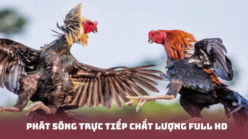 Phát sóng trực tiếp chất lượng full hd